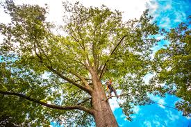 Mulching Services in Basye, VA